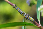 Danaus chrysippus - ������ - ����