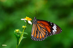 Danaus genutia - �괳�� - ����