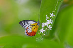 Delias hyparete metarete