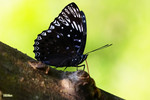 Dichorragia nesimachus - �q�潺