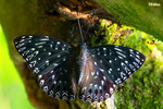 Dichorragia nesimachus - �q�潺