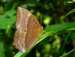 Discophora sondaica - �񲴤�����