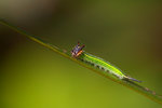 
Elymnias hypermnestra - �A�S������ - ����