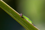 
Elymnias hypermnestra - �A�S������ - ����