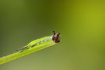 
Elymnias hypermnestra - �A�S������ - ����
