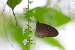 Euploea eyndhovii gardineri