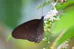 Euploea eyndhovii gardineri - 2