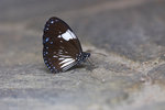 Euploea radamanthus radamanthus