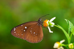 Euploea midamus - ���I������