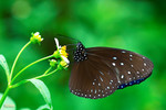 Euploea mulciber - ���������� - ����