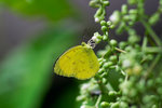 Eurema blanda snelleni