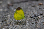 Eurema sari sodalis