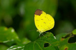Eurema sari sodalis - 2