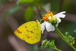 Eurema hecabe - �e�������