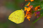 Eurema hecabe - �e�������