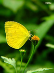 Eurema hecabe - �e�������