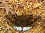 Euthalia phemius - �y�ͻA�潺 - ����