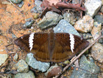 Euthalia phemius - �y�ͻA�潺 - �۩�