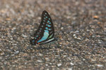 Graphium evemon eventus