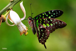 Graphium agamemnon - �ΫӫC��