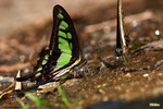 Graphium cloanthus - �e�a�C��