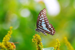 Graphium doson - �����C��