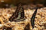 Graphium doson - �����C��