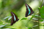 Graphium sarpedon - �C��5