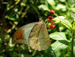 Hebomoia glaucippe - �b����