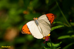Hebomoia glaucippe - �b������