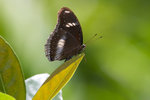 Hypolimnas bolina bolina