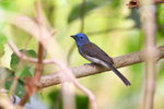 Hypothymis azurea - �ªE����