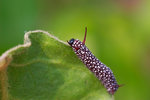 Ideopsis similis - ���Y���� - �|��