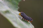 
Ideopsis similis - ���Y���� - �T�� (��贫��)