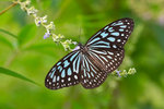 Ideopsis similis - ���Y����