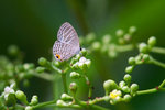 Jamides celeno aelianus