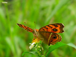 Junonia almana - �����潺