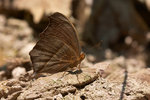 Junonia almana - �����潺