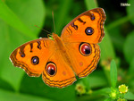 Junonia almana - �����潺