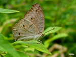 Junonia atlites - �i�����潺
