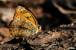 Junonia hierta - ���n���潺