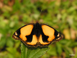 Junonia hierta - ���n���潺