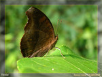 Junonia iphita - �_�Ͳ��潺