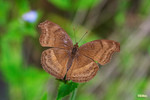 Junonia iphita - �_�Ͳ��潺