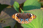 Junonia orithya - �A�Ų��潺 - ����