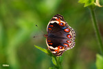 Junonia orithya - �A�Ų��潺 - �۩�