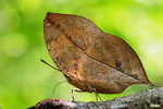 Kallima inachus - �\���潺