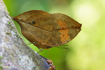 Kallima inachus - �\���潺