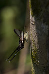 Lamproptera curius - �P��4
