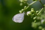 Leptosia nina malayana